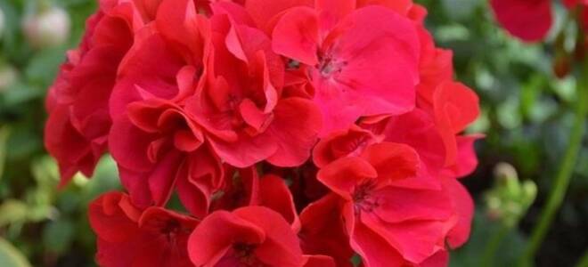 Пеларгония shirley anne