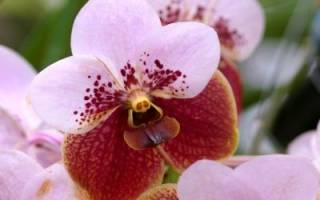 Гидрогель для орхидей