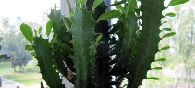 Молочай треугольный можно ли держать дома