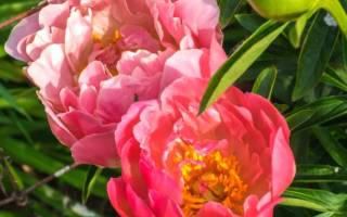 Pink hawaiian coral пион