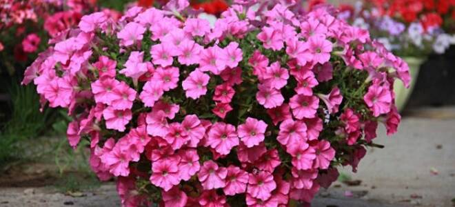 Петуния низкорослая