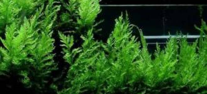 Болбитис геделоти