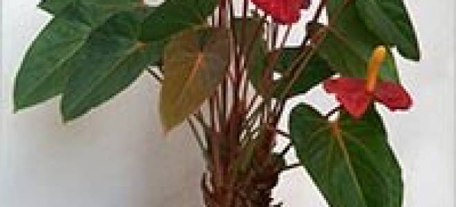 Как омолодить антуриум