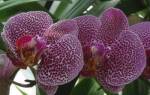 У орхидеи гниют корни что делать