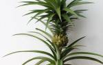 Как посадить ананас в домашних условиях верхушку