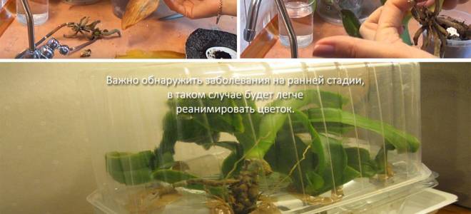 Как оживить орхидею без листьев