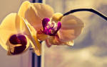 У орхидеи вянут листья