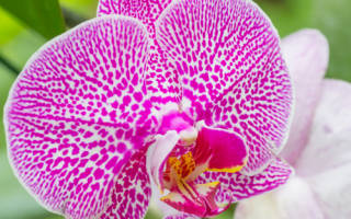 Реанимация орхидеи