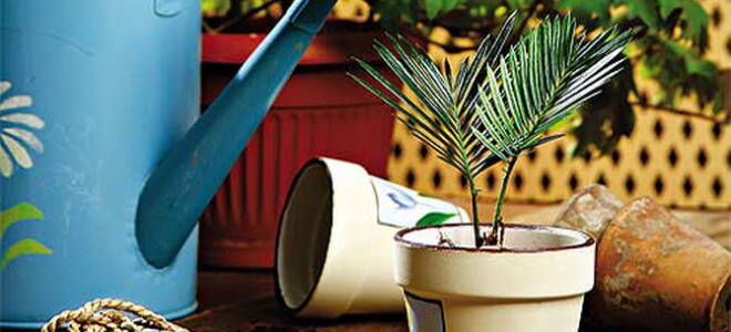 Актара для комнатных растений