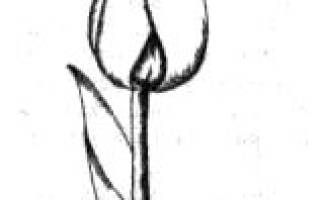 Тюльпаны дарвиновы гибриды сорта