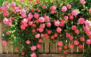 Розы плетистые сорта зимостойкие