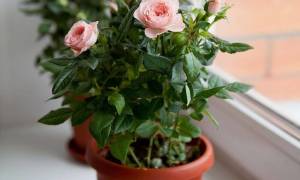Почему вянут листья у комнатной розы