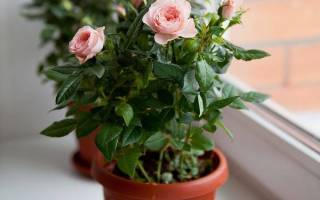 Почему вянут листья у комнатной розы