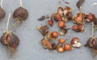 Размножение тюльпанов семенами в домашних условиях