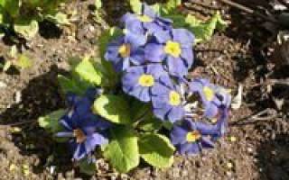 Как вырастить из семян марьин корень