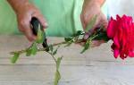 Вырастить розу из букета дома