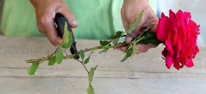 Как вырастить розу в домашних условиях