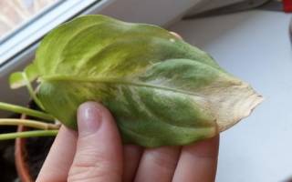 Почему у диффенбахии сохнут кончики листьев