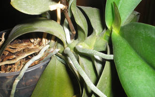 Воздушные корни орхидеи что с ними делать