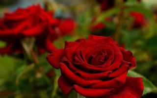 К чему дарят красные розы