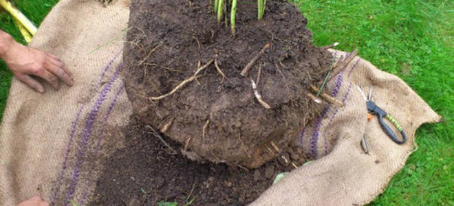 Когда можно рассадить пионы