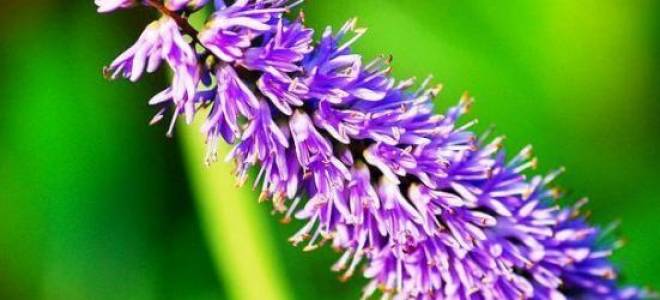 Вероника посадка и уход