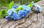 Растение с голубыми цветами