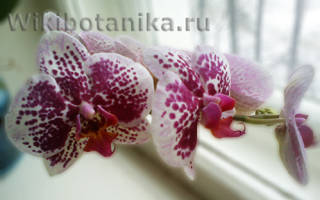 Цвет тёмной орхидеи
