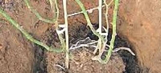 Когда лучше пересадить розу на другое место