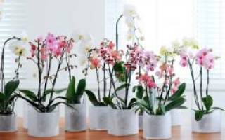 Как пересадить детку орхидеи с корнями