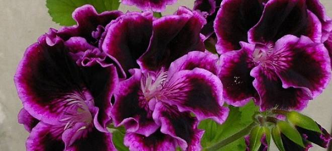 Rookley пеларгония