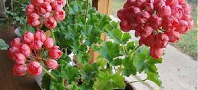 Герань тюльпановидная семена