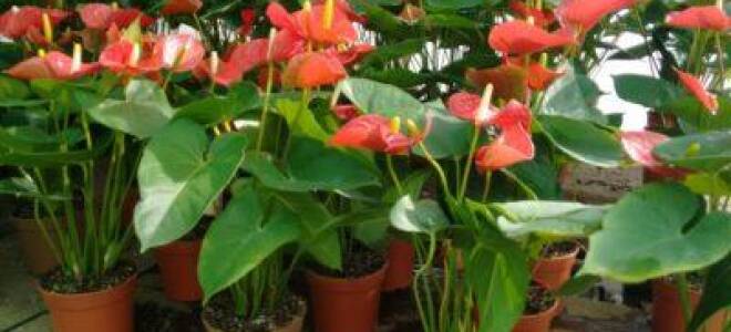 Готовый грунт для антуриума