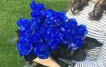 Значение синей розы