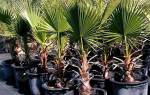 Как правильно посадить пальму