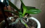 Как посадить орхидею из отростка