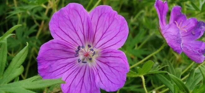 Разновидности герани комнатной