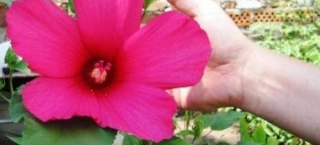 Гибискус гибридный