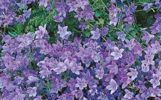 Садовые колокольчики многолетники