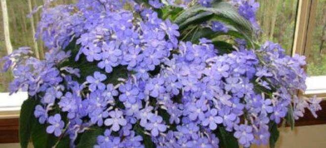 Стрептокарпусы уход и выращивание из семян