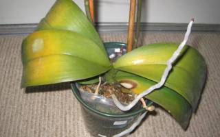 Орхидеи болезни листьев