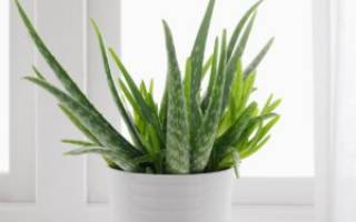 Как часто надо поливать алоэ