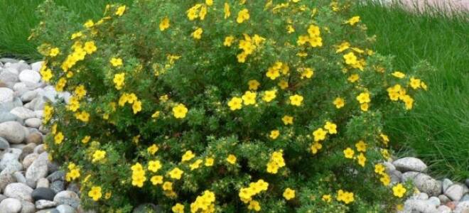 Как обрезать кустарниковую лапчатку