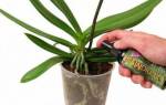 Чем подкармливать орхидею в домашних условиях