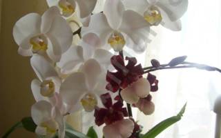Орхидея микс уход