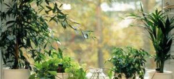 Автополив комнатных растений