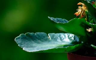 Каланхоэ болезни листьев и лечение