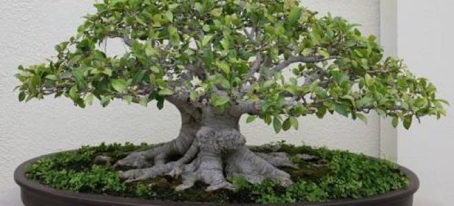 Как поливать бонсай