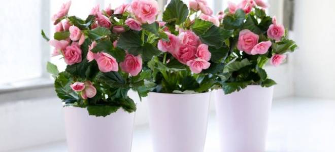 Как ухаживать за цветком бегония