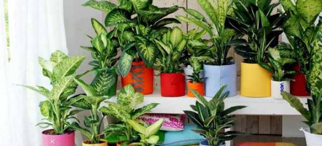 Диффенбахия ядовита или нет